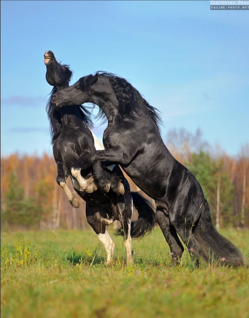 Ekaterina Druz - Equine Photography - CLASH OF TITANS - Two stallions are showing their power to each other